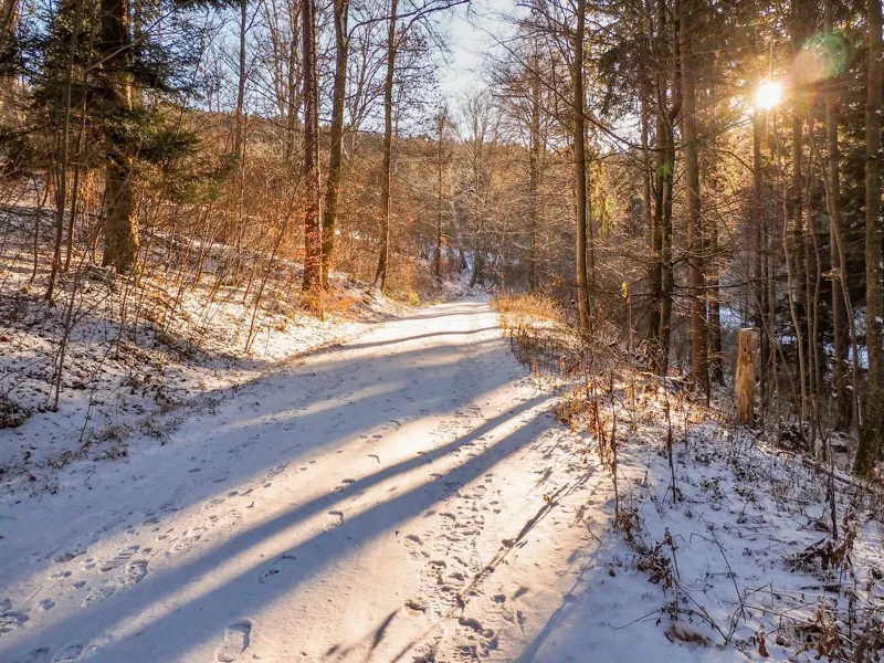 Verschneiter Waldweg in der Wintersonne